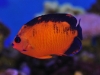 coral-beauty-nov-6-2011