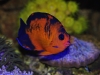 coral-beauty-sept-14-2011