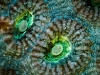 pl_last_reef6_f
