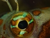 pl_last_reef8_f