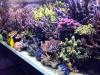 lionel-reef-france-15