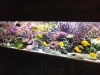 lionel-reef-france-2