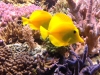 lionel-reef-france-8