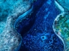 coral-sea-marine-preserve-giant-clam_44382_600x450