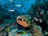 coral-sea-marine-preserve-reef-life_44388_600x450