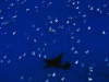 coral-sea-marine-preserve-sea-turtles_44390_600x450