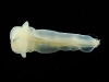 census-marine-life-aberdeen-living-fossil_23058_600x450