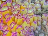 dscf0481