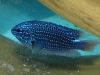 pomacentrus-tufi-papua-new-guinea-damselfish-2-2