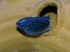 pomacentrus-tufi-papua-new-guinea-damselfish-2