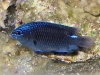 pomacentrus-tufi-papua-new-guinea-damselfish-3