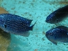 pomacentrus-tufi-papua-new-guinea-damselfish-5
