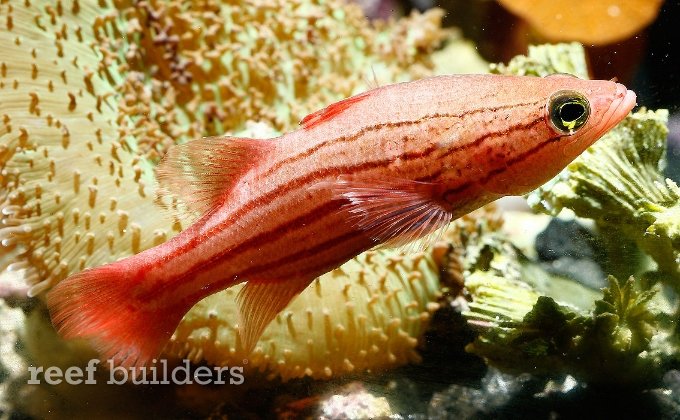 liopropoma collettei