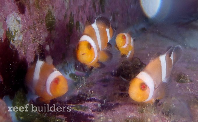 albino-clownfish-3.jpg