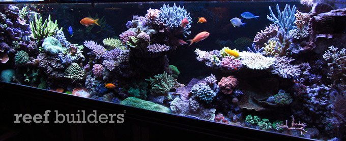 estherea hotel reef aquarium