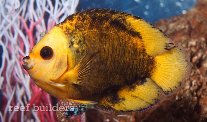 centropyge bispinosa mutant