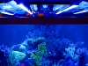 reefbrite-actinic-led-striplights-670-2