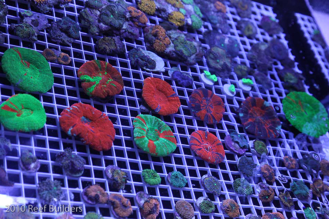 reefstock 2010 booth pictures