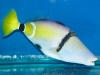 rhinecanthus-cinereus-1