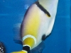 rhinecanthus-cinereus-2