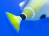 rhinecanthus-cinereus-3