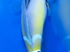 rhinecanthus-cinereus-4