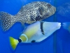 rhinecanthus-cinereus-6