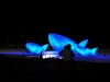 7405263426_53dcee49c1_z