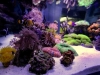 siam-reef-2