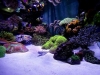 siam-reef-3