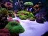 siam-reef-4