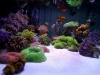 siam-reef-5