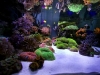 siam-reef