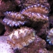 tridacna-derasa-scaly-juveniles-1-2