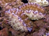 tridacna-derasa-scaly-juveniles-1