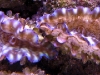 tridacna-derasa-scaly-juveniles-3