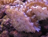 tridacna-derasa-scaly-juveniles-4