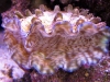 tridacna-derasa-scaly-juveniles-5
