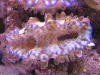 tridacna-derasa-scaly-juveniles-6