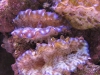 tridacna-derasa-scaly-juveniles-7