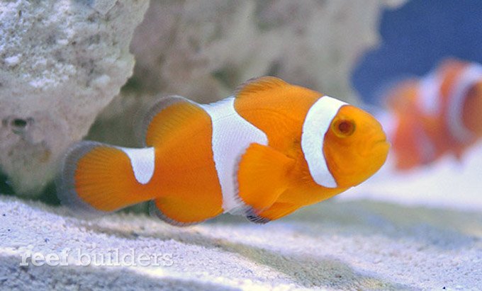 Tangerine Clownfish