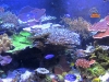 tek-wave-vho-t5-tank-view