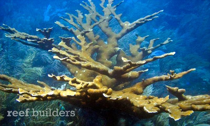 Caribeban Elkhorn Coral,