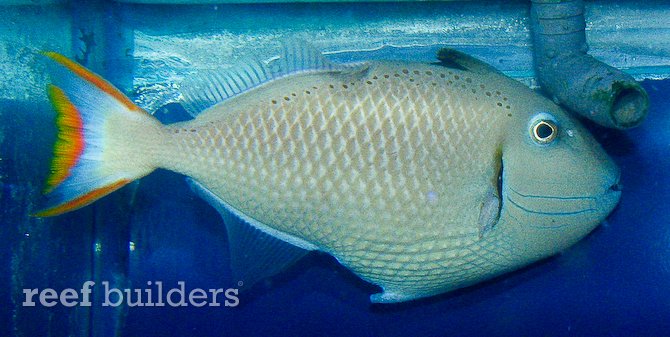 Xanthichthys dorsopunctatus new triggerfish species from Christmas Island