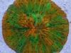 wys-green-orange-fungia