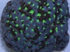 wys-grn-eyed-marbled-favia-colony