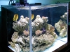 wilco-design-starfire-min-reef-tank-4