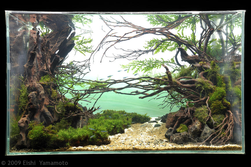 AGA aquascaping contest delivers stunning freshwater views