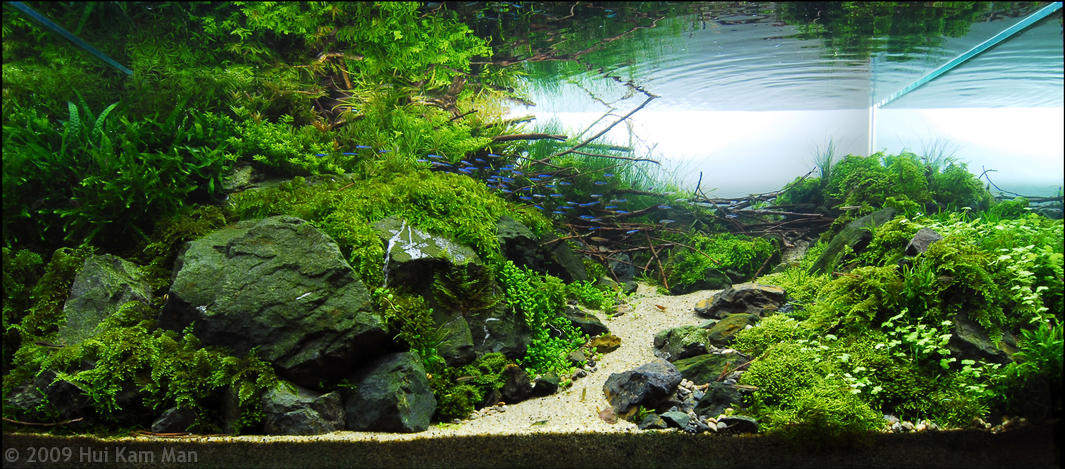 AGA aquascaping contest delivers stunning freshwater views