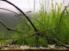 aga-aquascaping-contest-winner-10